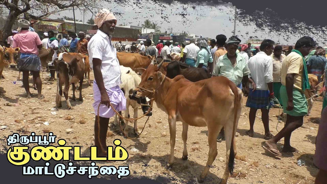 Kundadam mattu santhai | குண்டடம் மாட்டு சந்தை