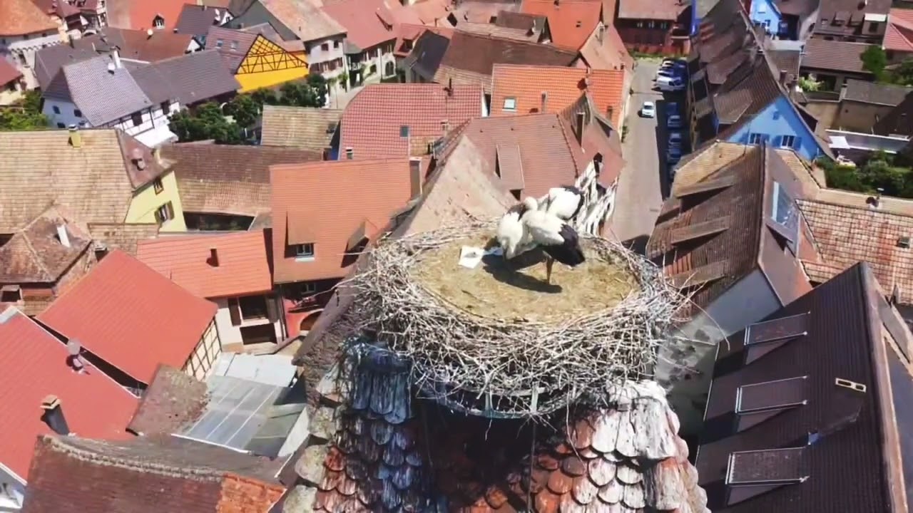 Colmar, Riquewihr, Haut-Koenigsbourg,