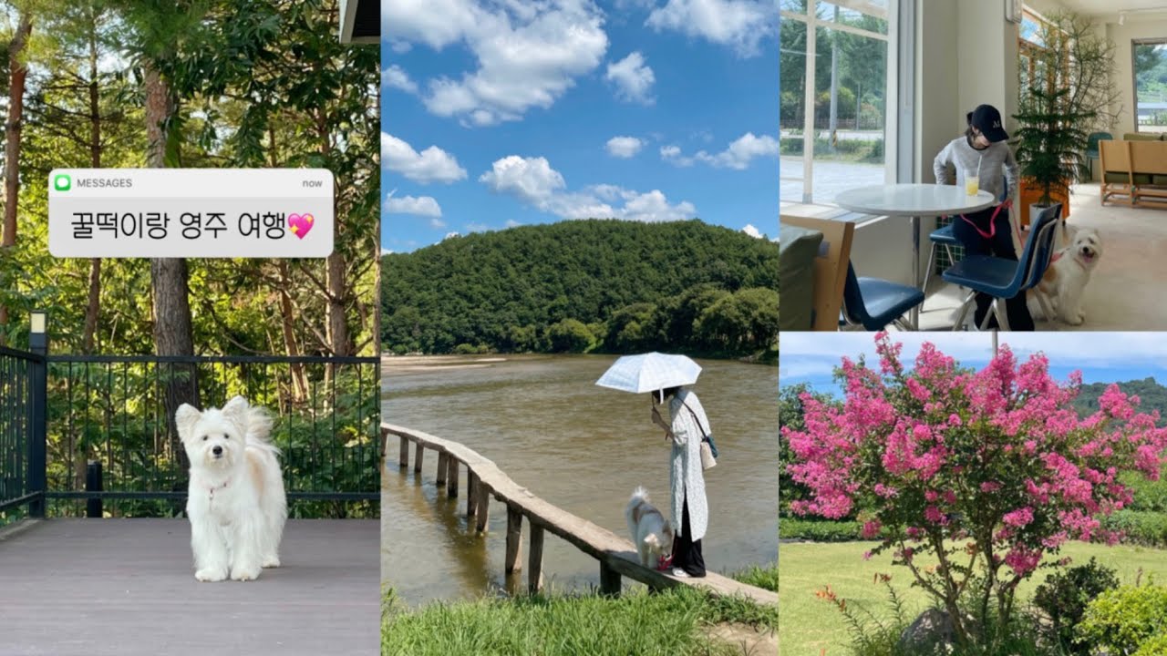 출판사 계약하고 개랑 떠난 급여행😀 1박2일 경북 영주 브이로그: 무섬마을 외나무다리, 가성비 최고 애견 동반 펜션, 실내 가능한 강아지 동반 식당, 감성 카페 추천까지 알차게🍎