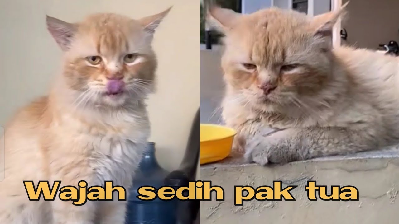 Wajah sedih pak tua bikin gemes #kucingpororo #cicichania #inipororo
