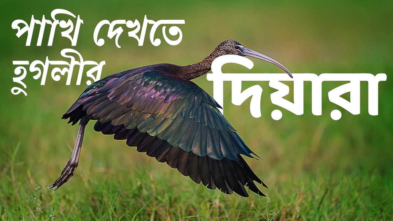 Diara | Hooghly | Offbeat one day trip | Birdwatching | Birding Tips