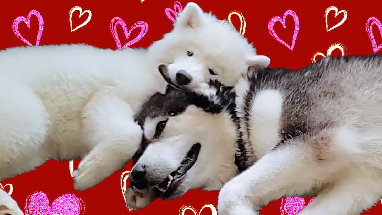God Whispered Your Name | Love Story Of Malamute & Husky | Keith Urban
