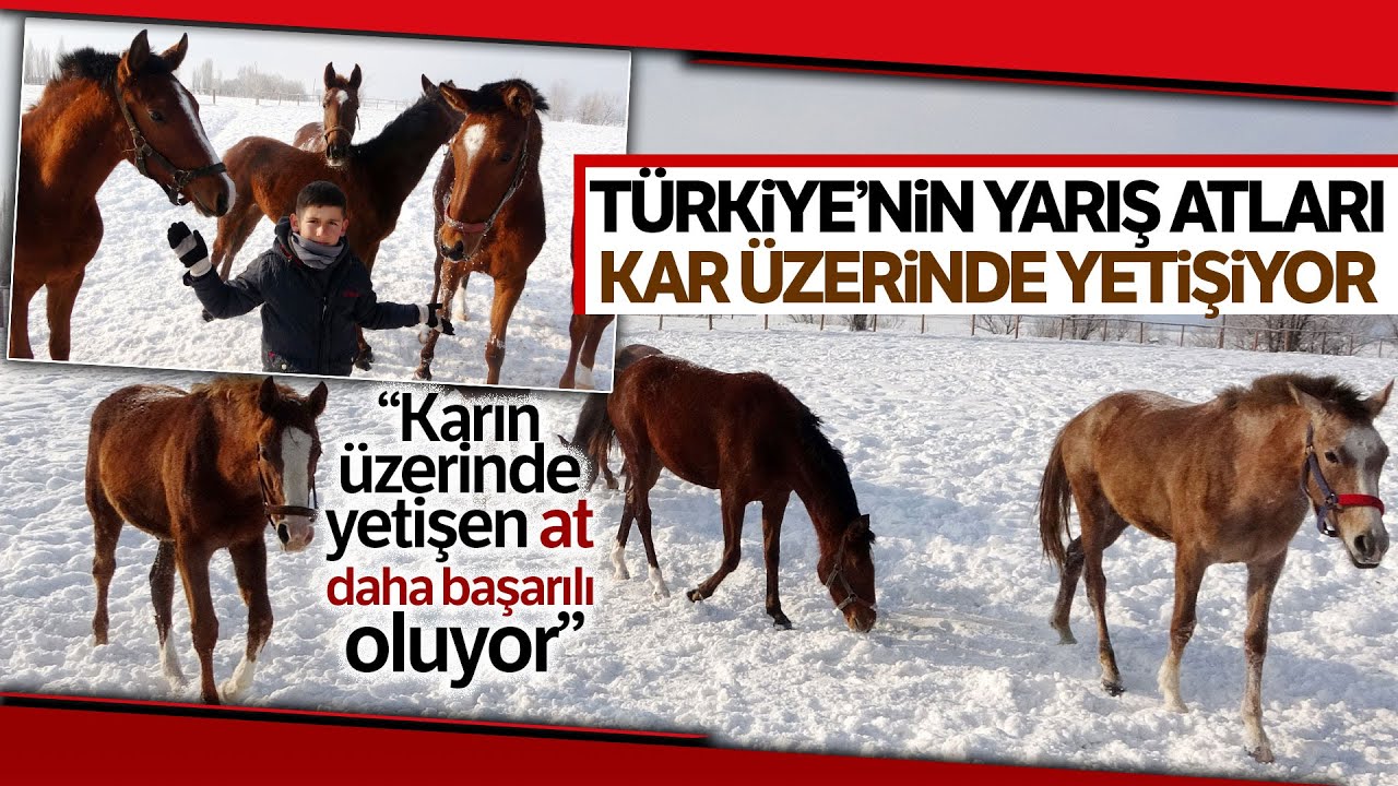 Türkiye’nin Yarış Atları Sultan Alparslan Diyarı Muş’ta Kar Üzerinde Yetiştiriliyor