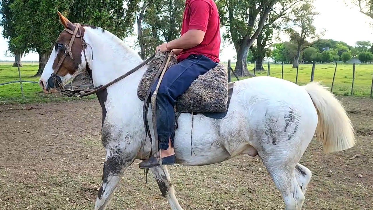 tobiano zarco, manso nuevito, bien completo para el trabajo $1.800.000