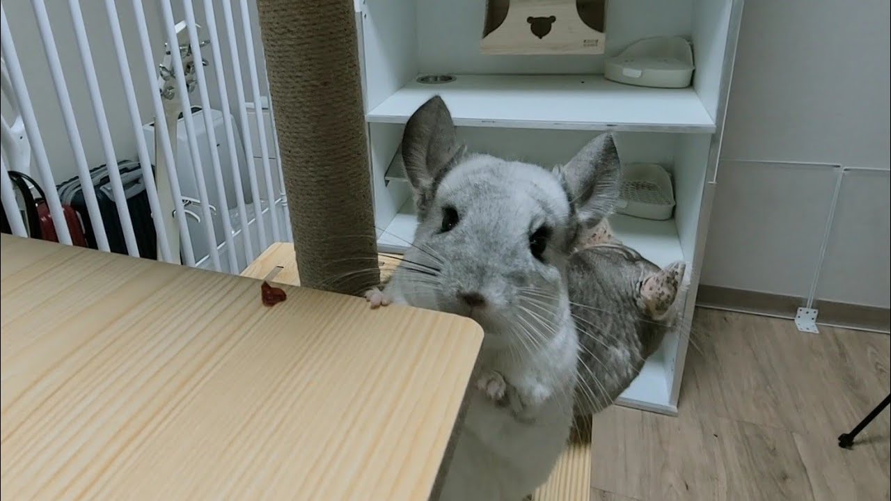 캣타워 처음 본 친칠라 반응ㅋㅋㅋ