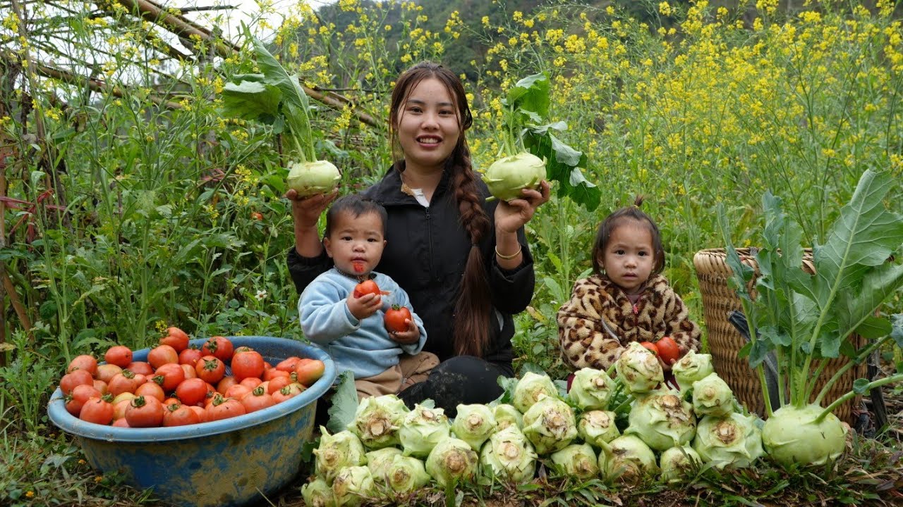 Harvesting tomato and kohlrabi gardens to sell at the market - cooking food for pigs