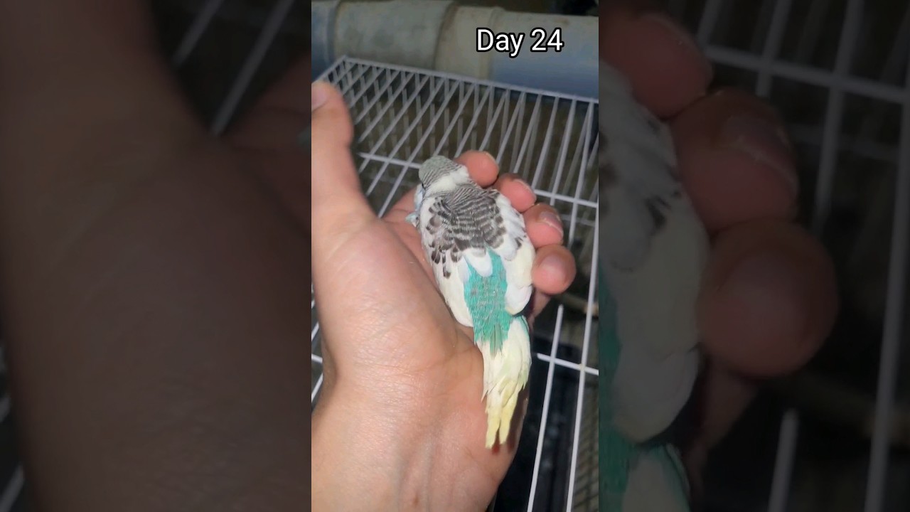 Day 1 To Day 30 | Budgie Growth Stages