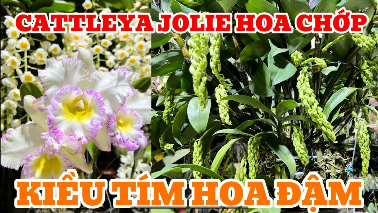 Cattleya Jolie hoa chớp, kiều tím hoa đậm-0834608769- LAN RỪNG LÂM ĐỒNG