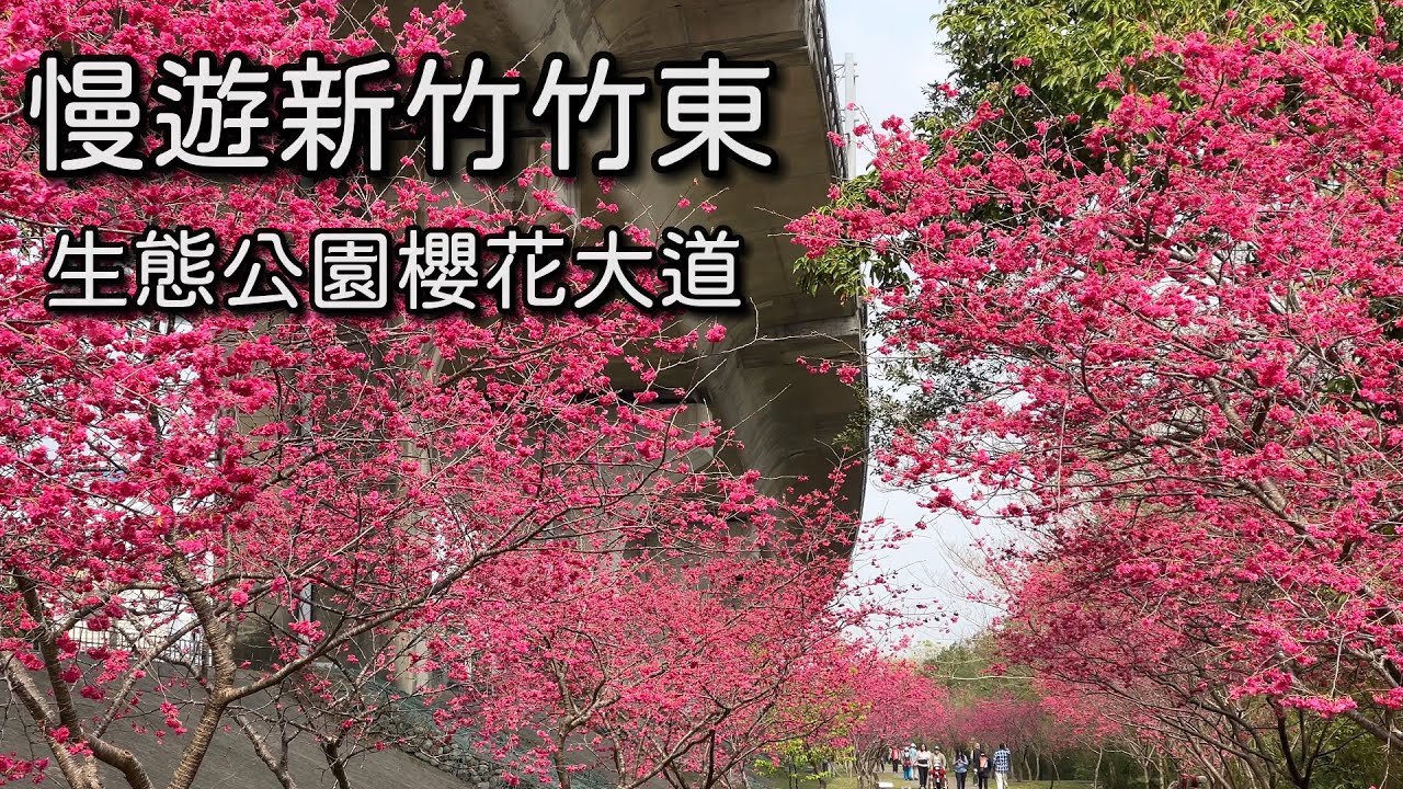 慢遊竹東生態園區櫻花大道2025｜八重櫻大爆發,園區路線完整介紹｜台灣新竹觀光旅遊景點