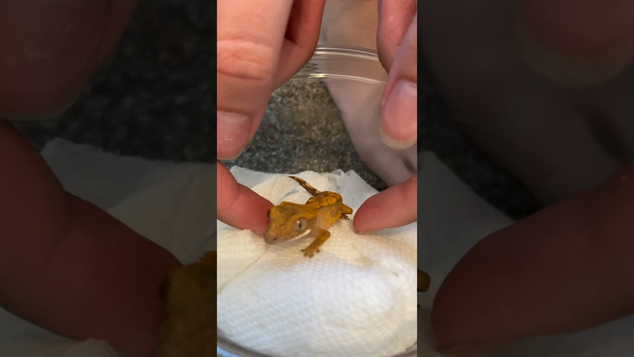 four years of owning my crested gecko 🤍 | Kam&rsquo;s Reptiles