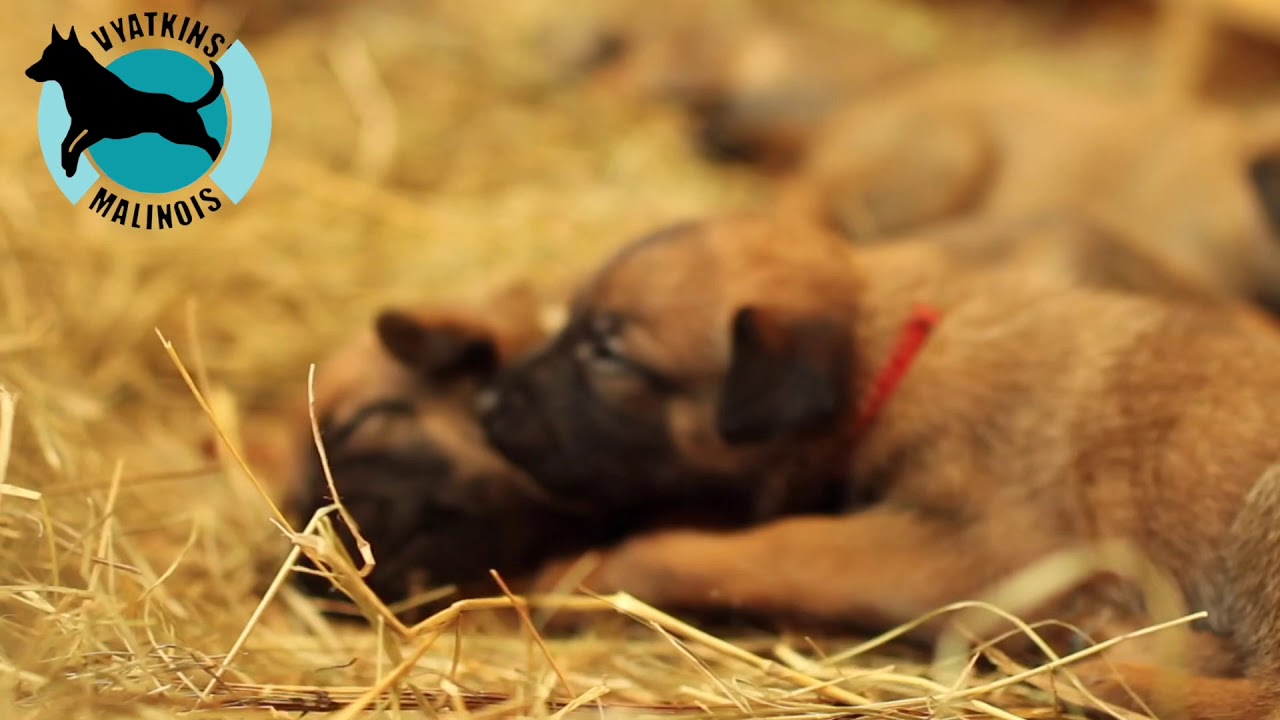 Щенки малинуа O-litter &ldquo;Vyatkins&rsquo; Malinois, июнь 2020