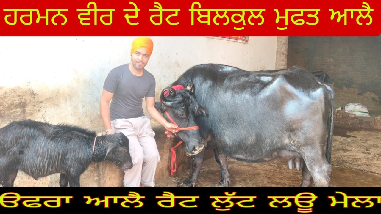 ਚੰਗੇ ਪਸ਼ੂ ਵਿਕਾਊ 8264142131