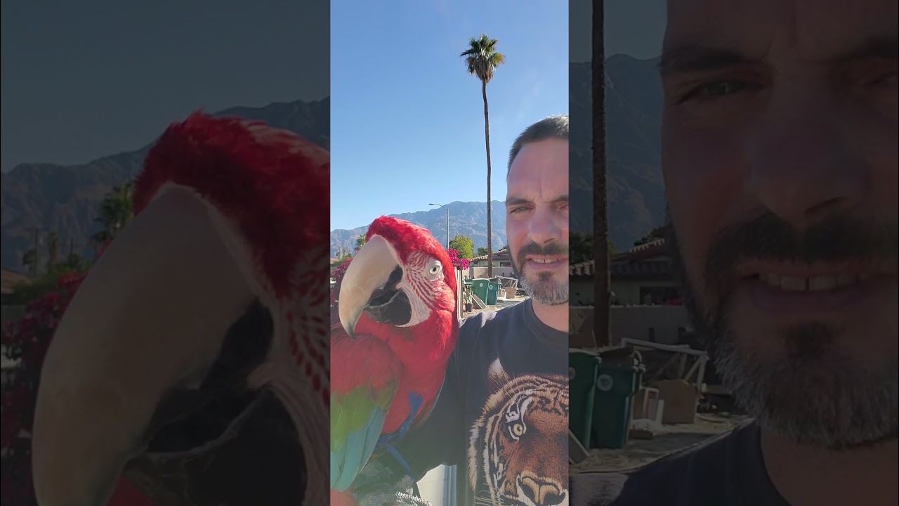 Greenwing macaw talking on command.