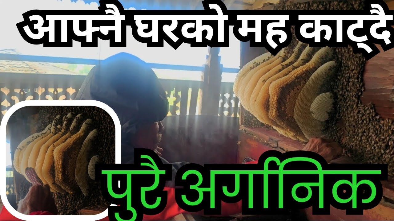 आफ्नै सन्दुकमा बसेको मौरीको मह काट्दै।। पुरै अर्गानिक मह कुनै मिसावट छैन। 