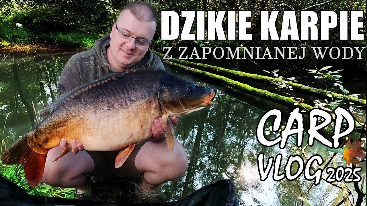 Dzikie karpie z zapomnianej wody...
