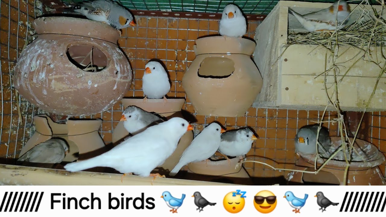 Finch birds 2026