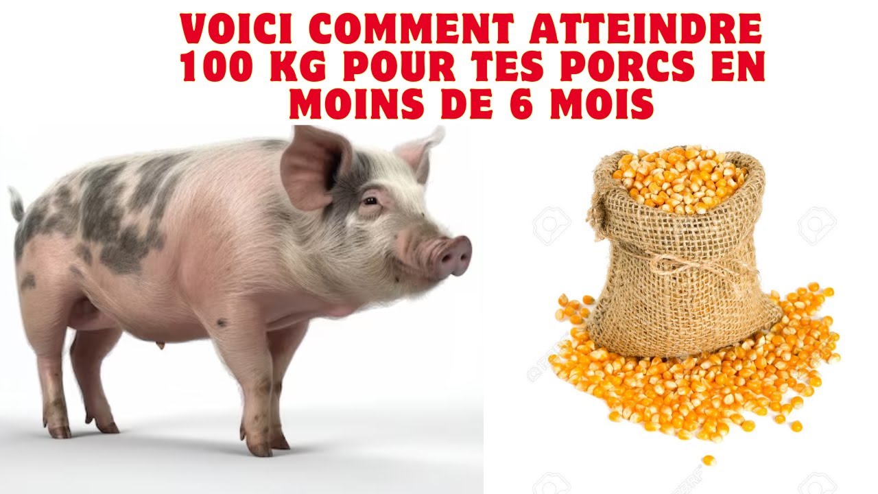 Nourrir vos porcs en Afrique : La clé d'une croissance optimale et d'une rentabilité maximale
