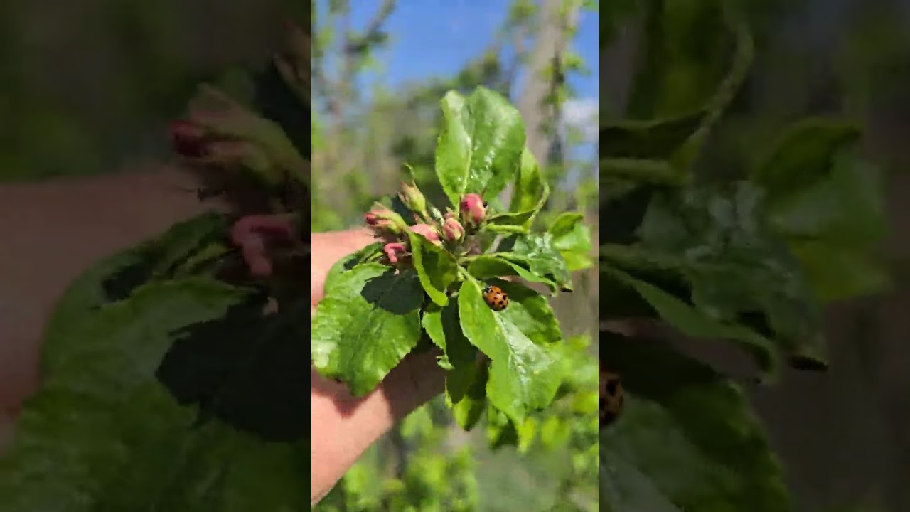 Apple, Crabapple, Apple Crab blossoms, and pollination.