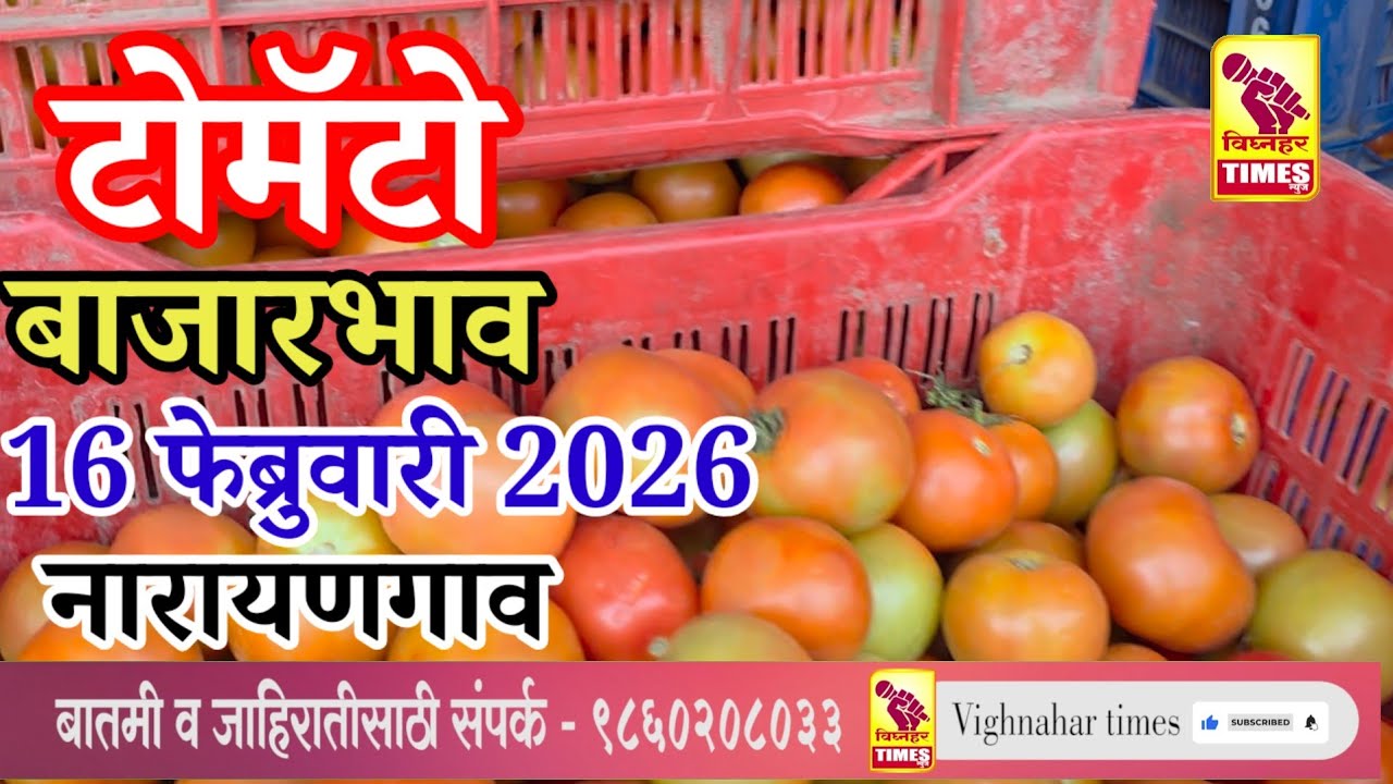 नारायणगाव टोमॅटो मार्केट l दिनांक 16 फेब्रुवारी 2026 रोजी पहा काय मिळाला बाजार?भाव 