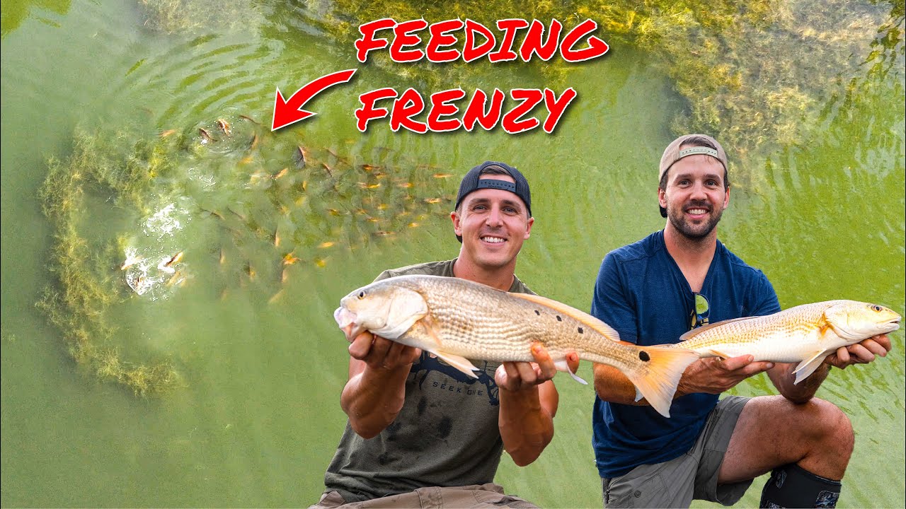 Catching LANDLOCKED REDFISH After Hurricane (Amazing DRONE FOOTAGE!!)