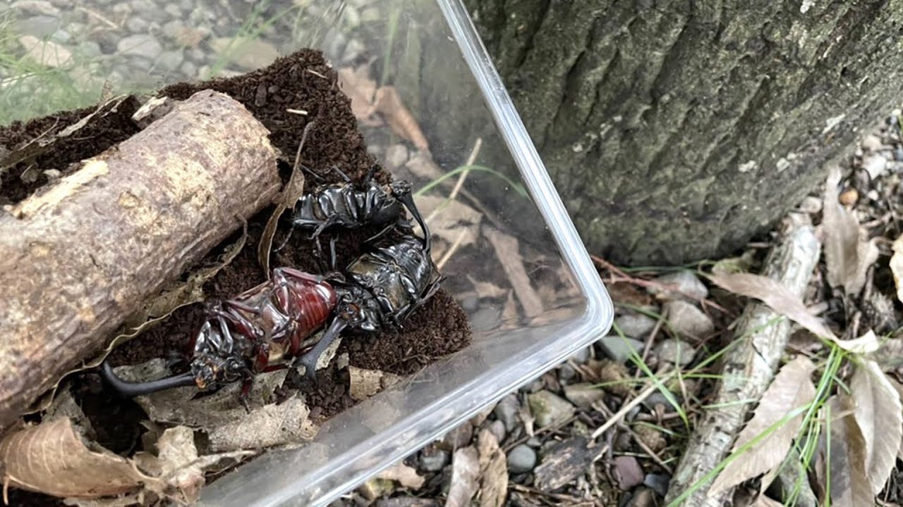カブトムシを飼った土は捨てるな！！