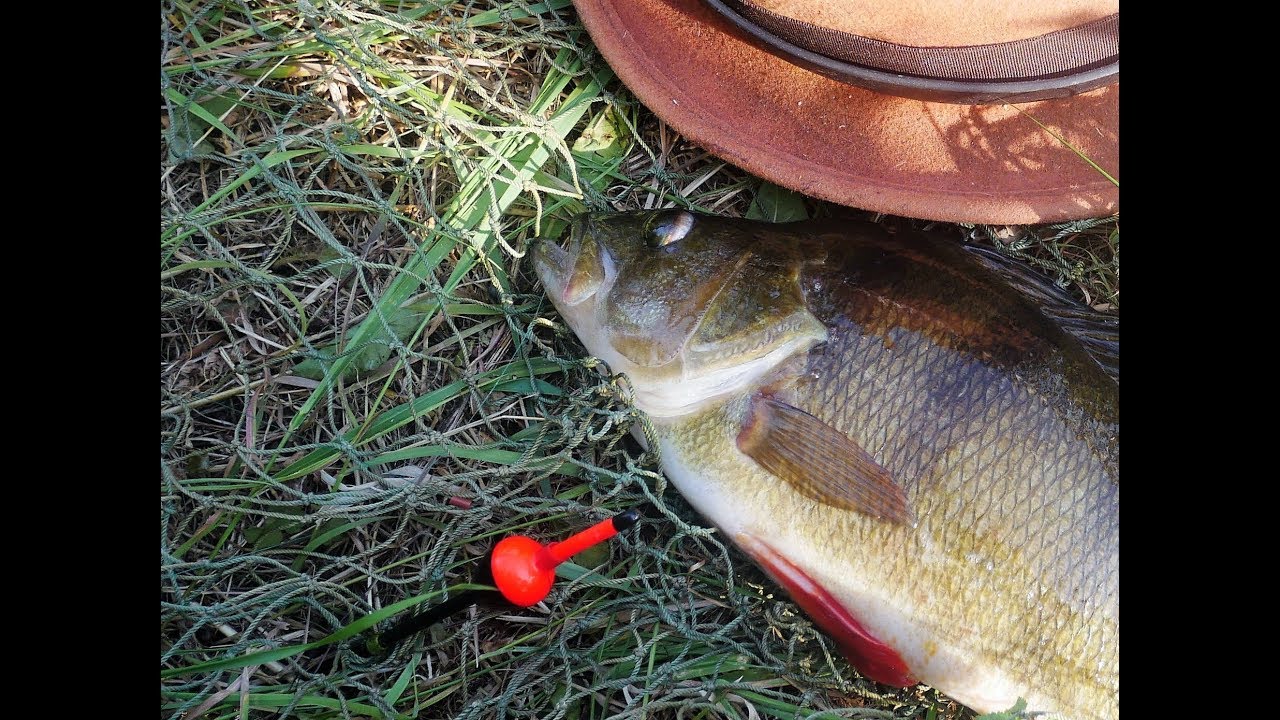 PERCH FISHING AN EVENING AT ZOUCH
