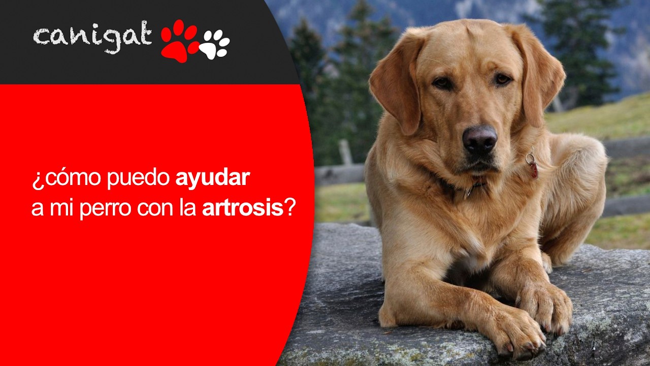 ¿cómo puedo ayudar a mi perro con la artrosis?