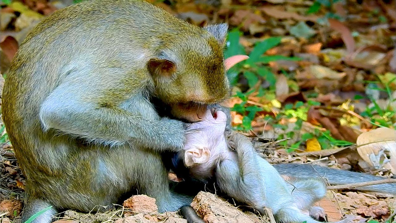 P-oorest Little Monkey H-ate Grooming and Cleaning Of Young Mom So Strangely