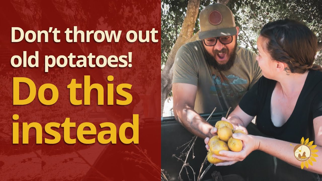 Don't throw out old potatoes! How to grow store bought potatoes