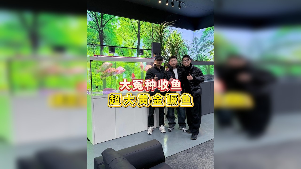 超大黄金鳜鱼再次来袭，打卡变异鳜鱼收藏圈的天花板-娱鱼吴总！ 感谢@娱鱼 吴总的割爱！@小胡溪王（PACEVALE&自然慢谷）