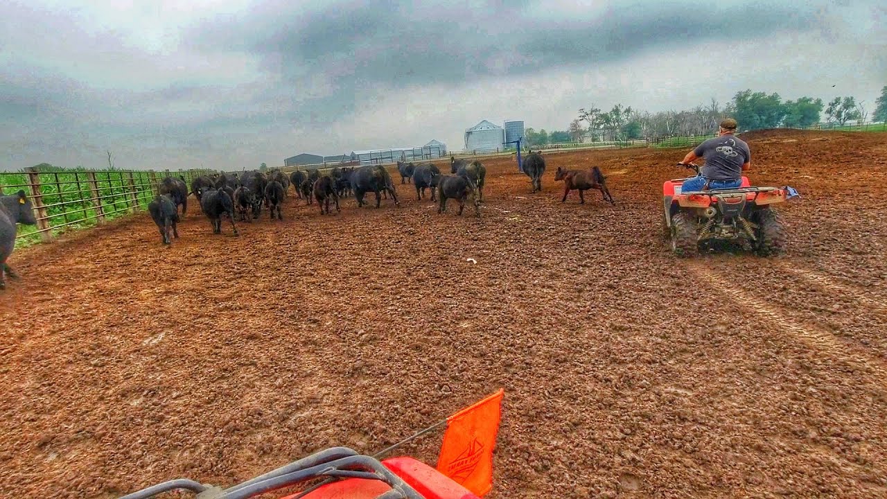 These Cows Have No Food!