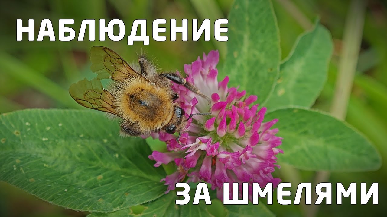 Наблюдение за жизнью шмелей, крупным планом. [4K]