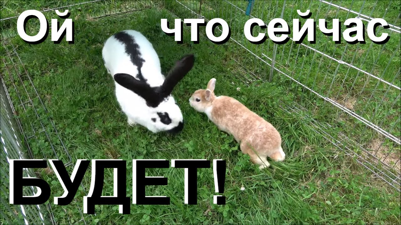 Декоративные кролики в вольерах. Содержание декоративных кроликов на улице.