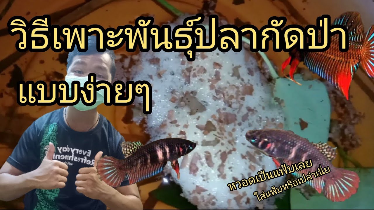 วิธีเพาะพันธุ์ปลากัดป่าแบบง่ายๆ