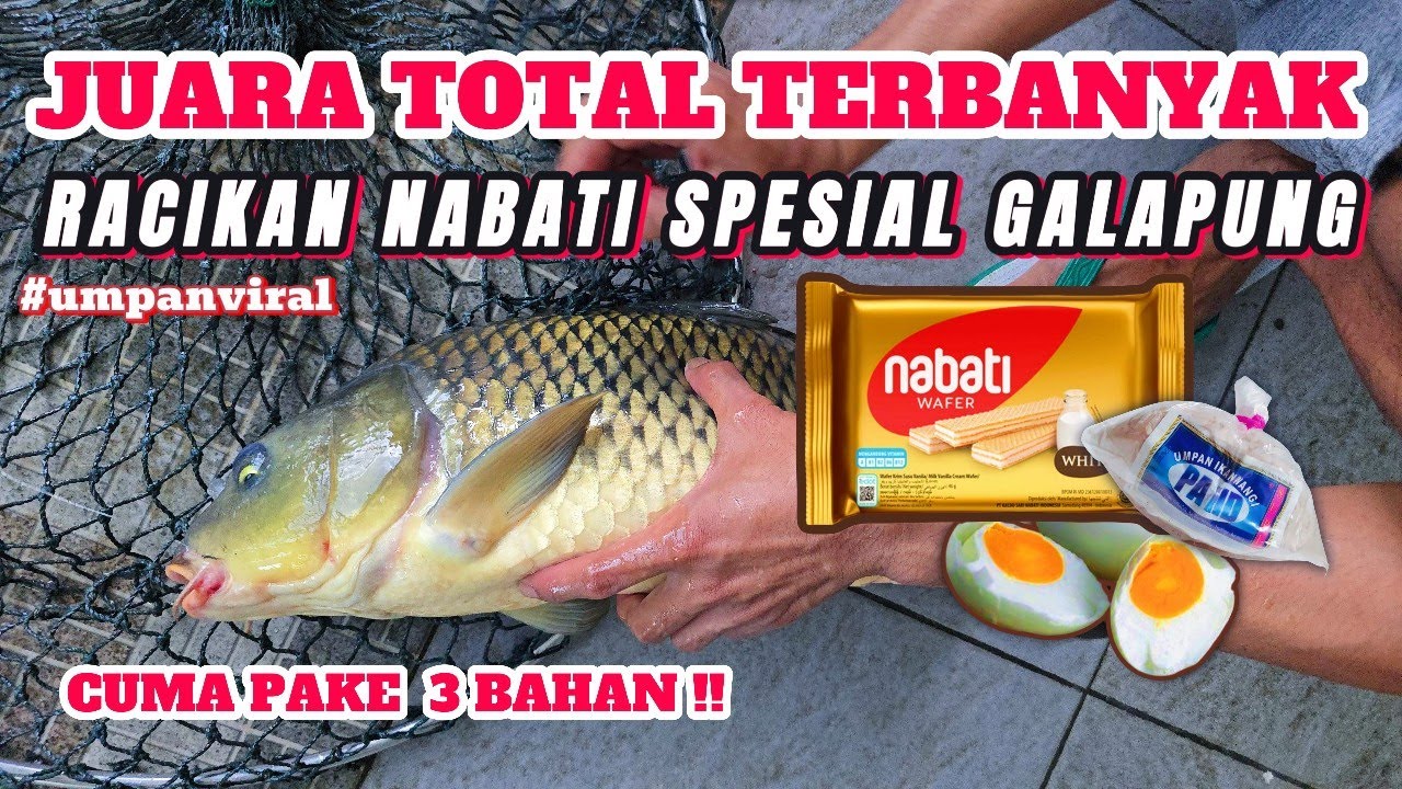 UMPAN KEJAM❗❗ RACIKAN UMPAN NABATI VIRAL SPESIAL GALAPUNG ❗❗ UMPAN JUARA PALING SIMPEL DAN MURAH ❗❗