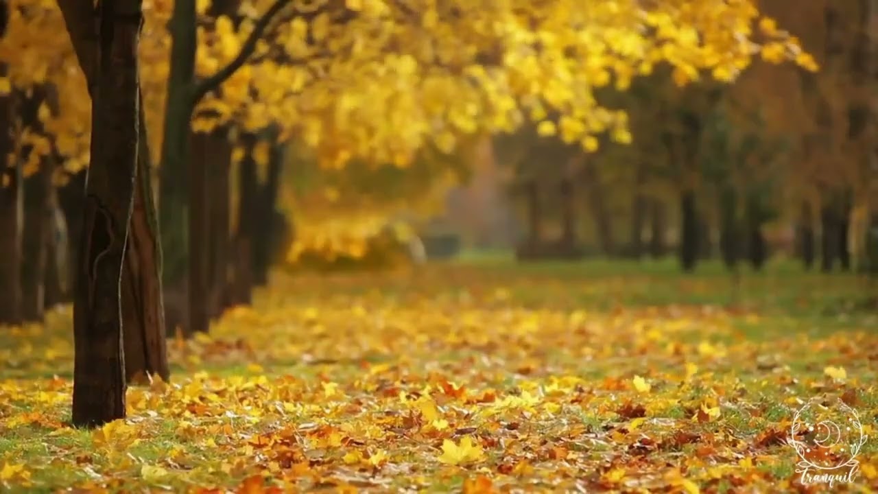 🌿✨ Calm Ambient Soundscape for Relaxation, Creativity & Mindfulness