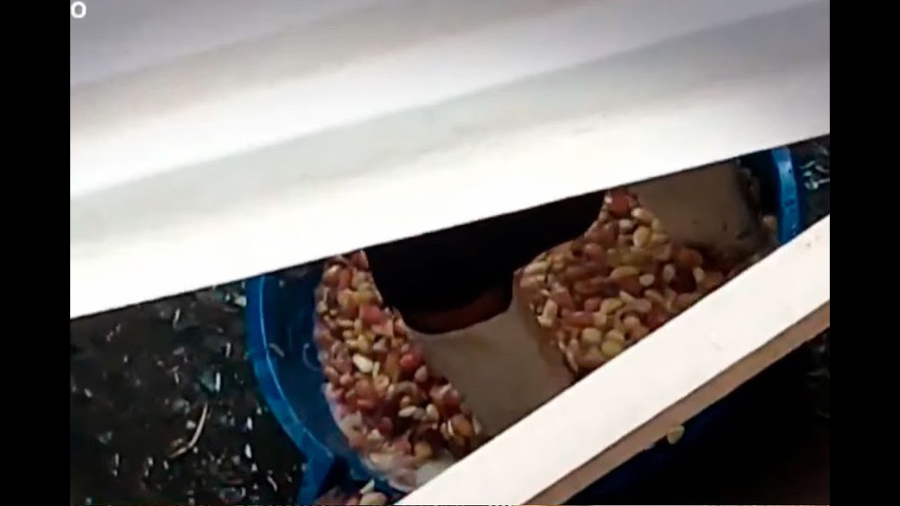 ¡La salud en peligro! Ajos son pelados de forma totalmente insalubre