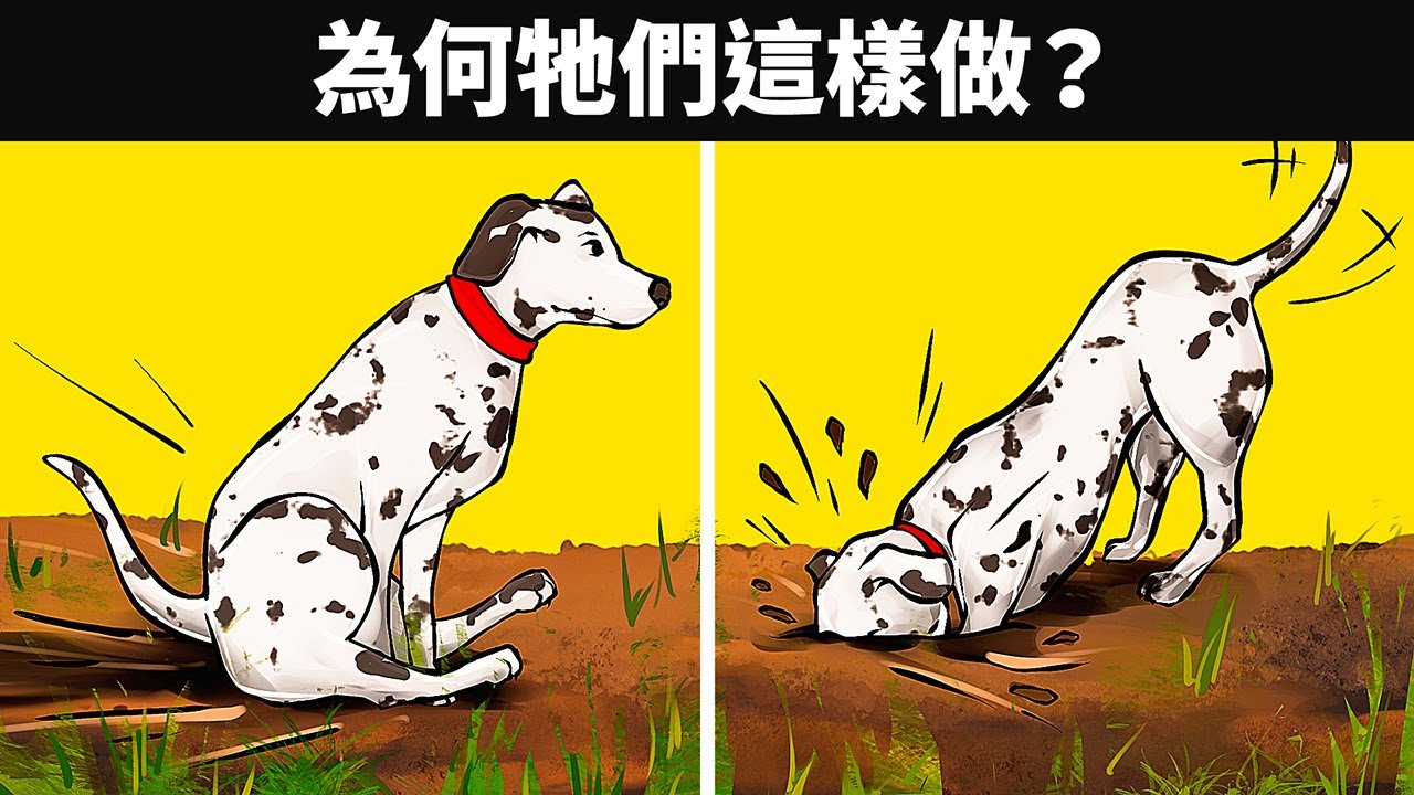 19個狗狗奇怪舉動的真實意義