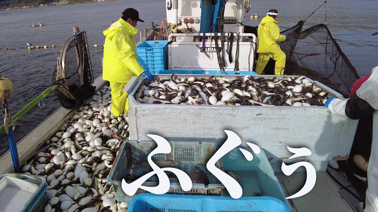 【定置網漁】ヤリイカ漁だぁ！…あれぇ、ﾀ、大量のふぐぅｯ。せ、船長ー！青森県むつ市大畑町の定置網船金城丸でイカ漁！