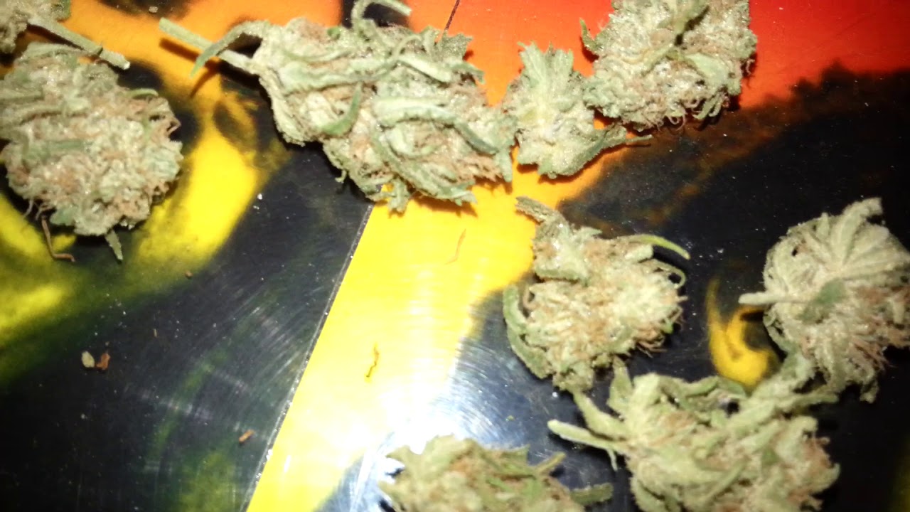peyote critical