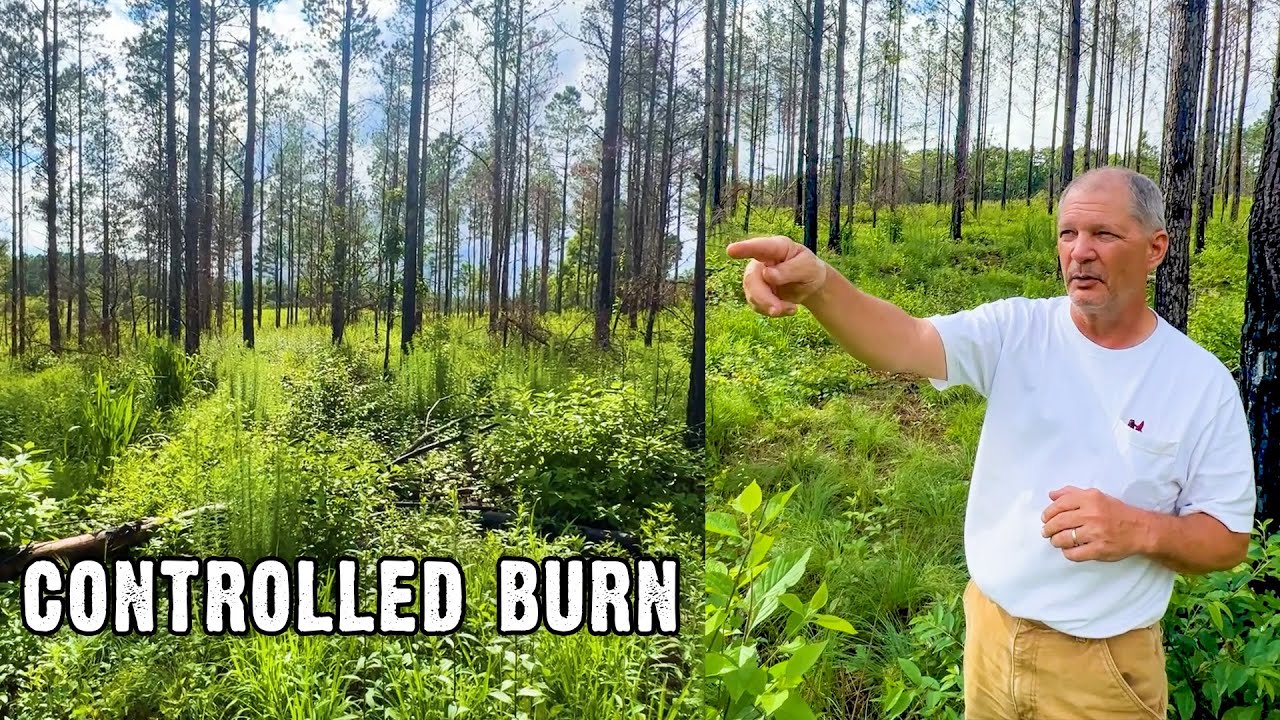 David Smith Shares a Warning about burning in Pine Stands - Update from Alabama