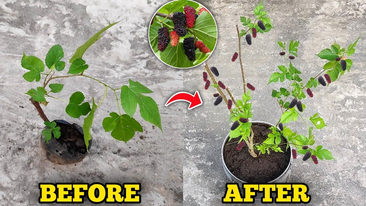 How To Grow Mulberry Plant In Pot (IN HINDI) Mulberry Fruit Tree Growing