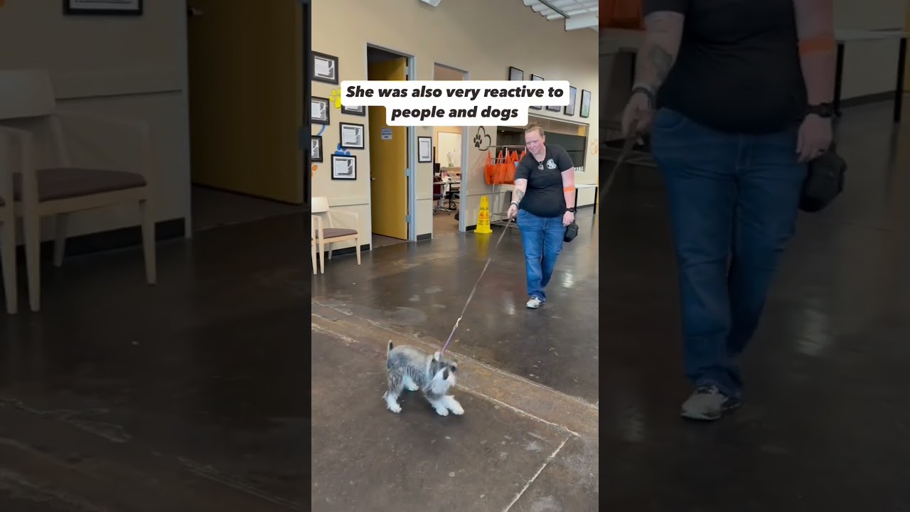 Training a mini Schnauzer!🐶