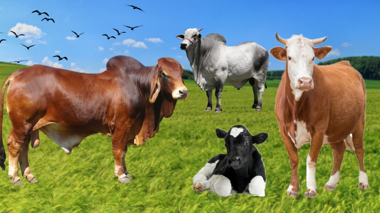 VACA - BEZERRO - BOI - SOM DA VACA