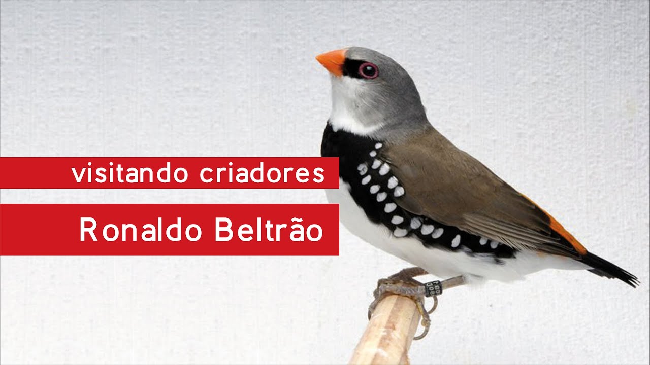 Visitando Criadores – Ronaldo Beltrão e seu criadouro de aves exóticas raras