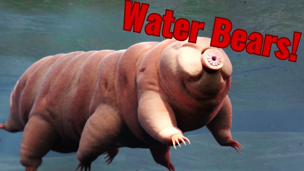 The Biology of Tardigrades (and the phylogeny of all animals) | The Ultimate Survivors