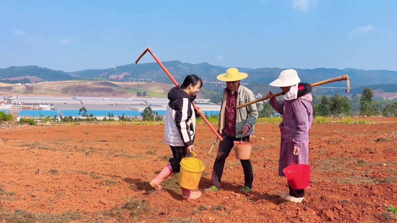 女婿挖三七孝敬丈母娘，一家人竟在山里相遇，太暖心了