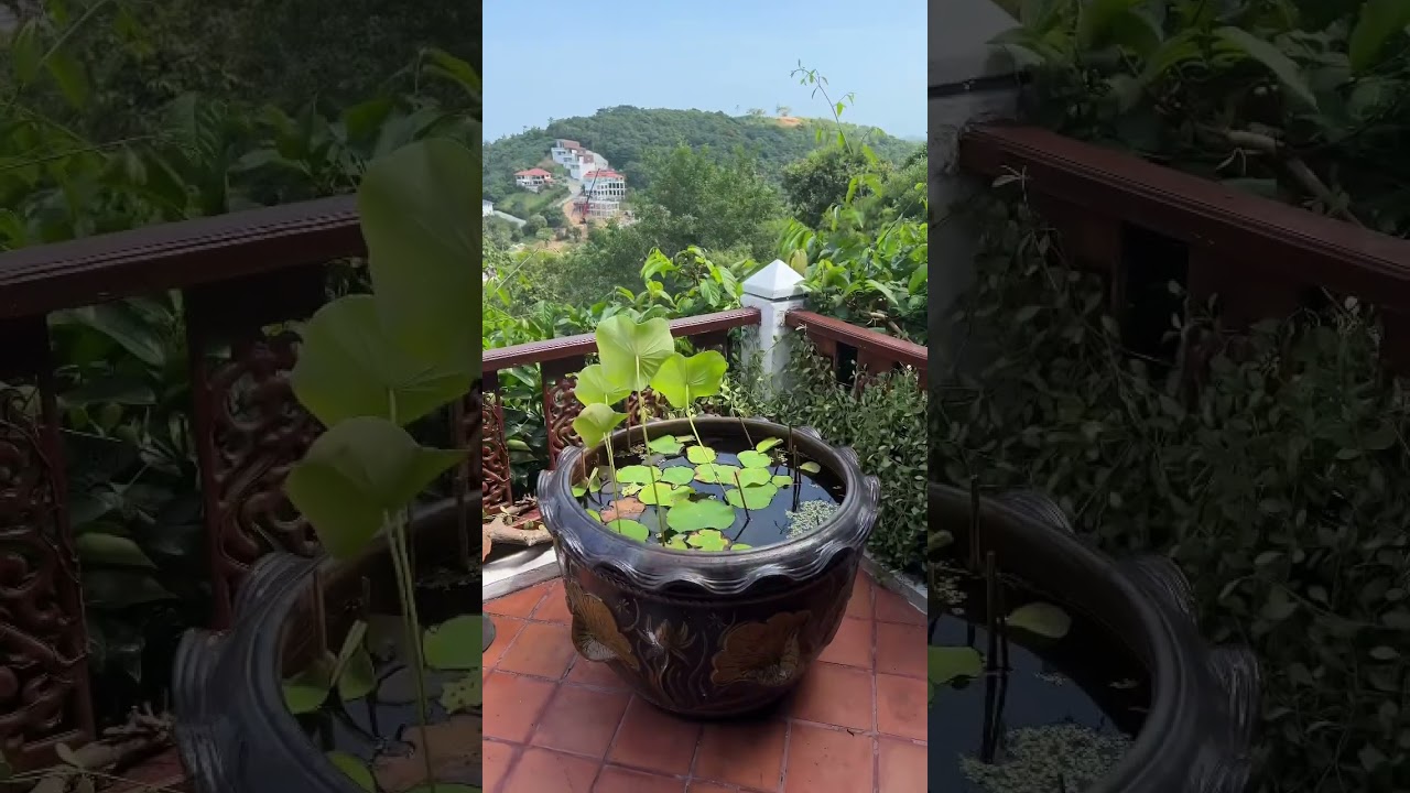 The healing power of plants and Lofi music #healingplants  #healingnature #lofimusic