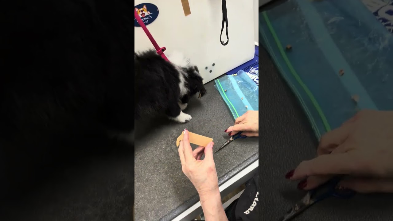 Setting Sheltie Ears Part 2
