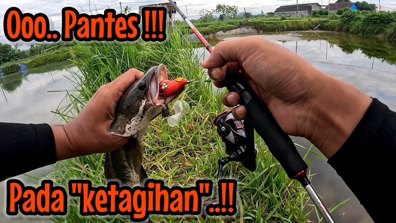 JADI BEGINI RASANYA CASTING GABUS ‼️ PANTES PADA KETAGIHAN